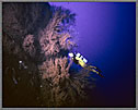 Jessica With Montrous Black Coral Tree At 180 Feet Deep