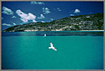 Lizard Island Bay With Birds