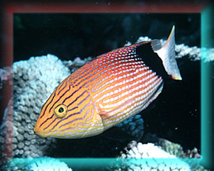 Blackfin Wrasse