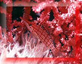 Hiding Red Fish!