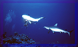 Sharks feeding!