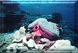 Large Anemone at Carl's Ultimate Reef!
