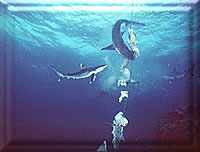 Shark FEEDING!!!