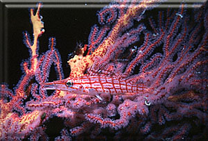 A Tartan Hawkfish on Goreonian Coral!