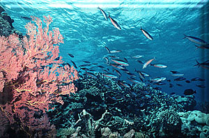 The Crest of Car's Ultimate Reef!