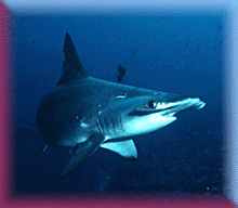 HammerheadShark