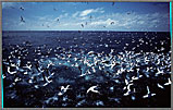 Mapelo Baitball In Open Sea