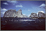 Mapelo Baitball Near Malpelo Islands