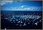 Mapelo Birds Dive-bombing Baitfish