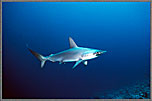 Mapelo Confident Hammerhead