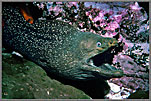 Mapelo Green Moray Threatening