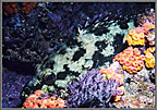 A Calico Bass hides amid Cup Coral.