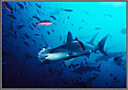Mapelo Hammerhead Among Creole Fish