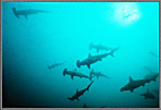 Malpelo Hammerheads In Bad Visibility