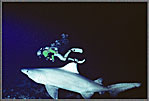 Mapelo Confident Hammerhead