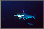 Mapelo Oncoming Hammerhead
