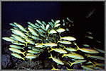 Schooling Goatfish!