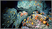 Mapelo Spaghetti Tangle Of Moray Eels