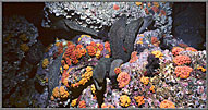 Mapelo Tangle Of Huge Morays