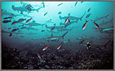 Malpelo Tropical Fish And Hammerheads