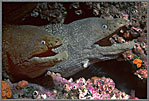 Mapelo Two Moray Portrait
