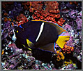 White Striped Angelfish!