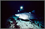 Mapelo Confident Hammerhead