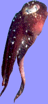Cuttlefish's Head.