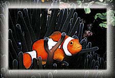 A Percula clownfish nestles.