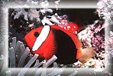 A Tomatoe Clownfish worries!