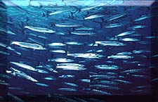 Here a whole family of Barracudas!