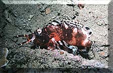 A Spotfin Lionfish is sleeping, Quiet!