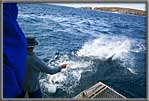 Shark churn water while taking bait.
