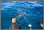 Shark passing pole cam.