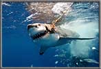 Shark tkes bait showing his choppers!