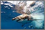 Shark with bait