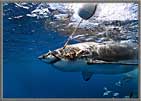 Shark taking off with the bait.