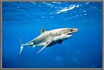 Shark is seriel.