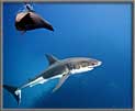 Sea Lion buzzes Litl Bro.