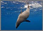 Sea Lion joins the party.