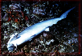 Fins removed and the shark can no loinger swim; Death!