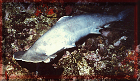 Once fins are removed, shark cannot swim!