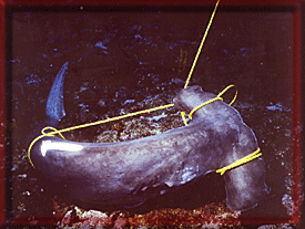 Bring the de-finned shark up to look at further for photos to show the world.