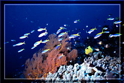 FusiliersAboveCoralReef