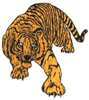 The Tiger!