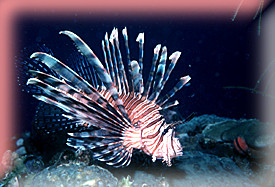 Lionfish - Pterois!
