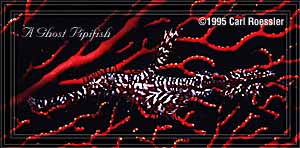 Ghostpipe Fish