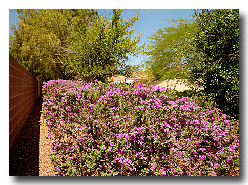 8Desert-Sage-In-Yard