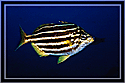 Atypichthys