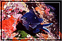 Blue Damselfish